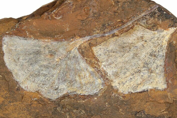 Two Fossil Ginkgo Leaves From North Dakota - Paleocene #188719